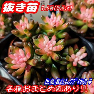 レア♪【抜き苗】産直！虹の花 多肉植物 セダム 紅葉 プレステラ プラ鉢 虹の玉(その他)