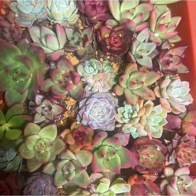 3. 韓国苗 多肉植物美苗 交配種 100苗セット 実生2-4CM 価格は安く www