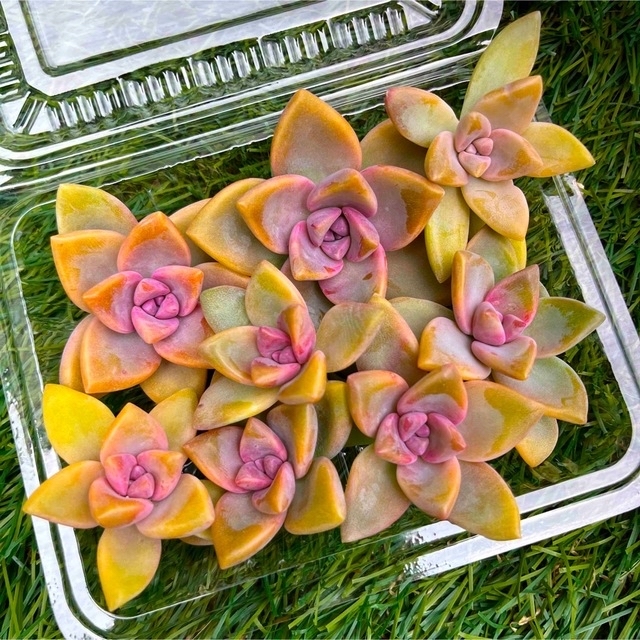 多肉植物カット苗♡ピンクプリティー ラウル 桜牡丹♡ 淡い 多肉植物カット苗♡ピンクプリティー ラウル 桜牡丹♡ 淡い