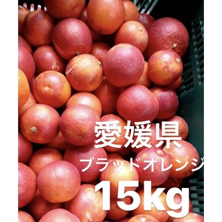 ペコ様　専用　愛媛県産　ブラッドオレンジ　柑橘　15kg(フルーツ)