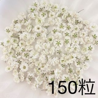 ホワイト かすみ草ドライフラワー 150粒(ドライフラワー)