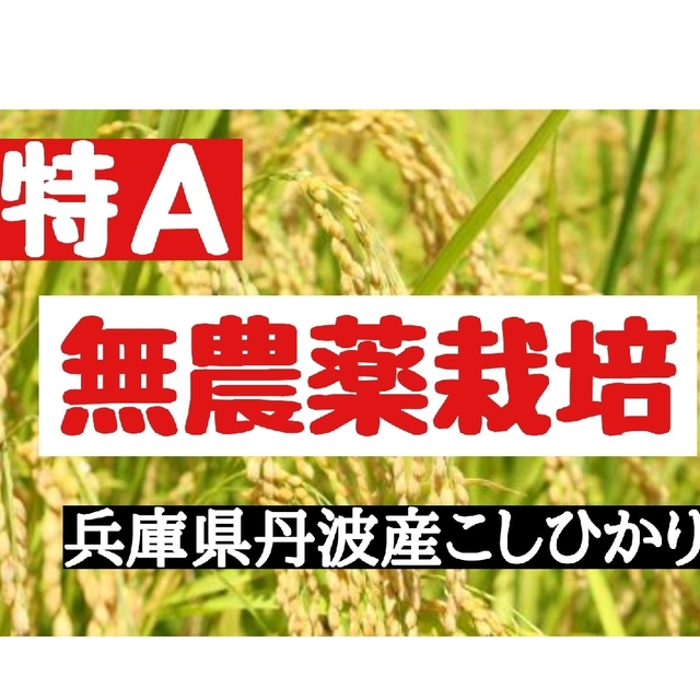 兵庫県丹波産こしひかり玄米10kg✕2(令和4年産)