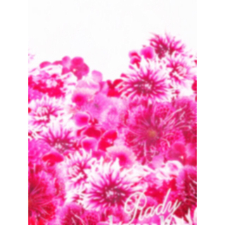 トップ100 花びら Rady 壁紙 最高の花の画像