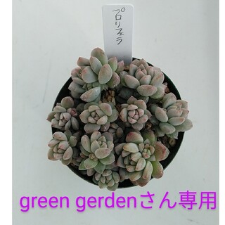 green gerdenさん専用(その他)