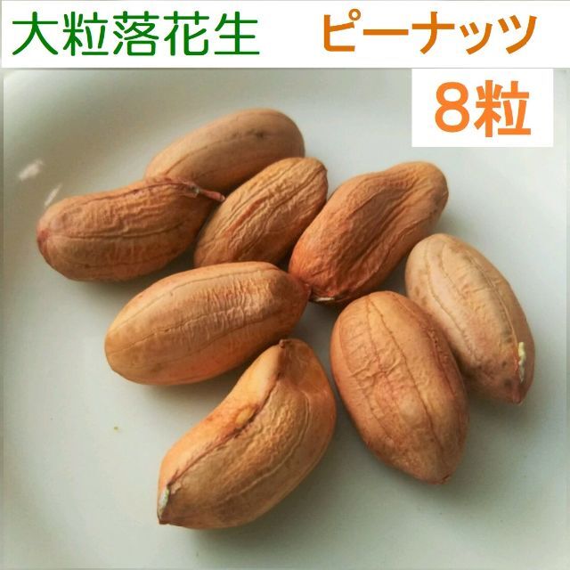 大粒落花生 ８粒（むき実）2022採種 お試し量 無農薬7 食品/飲料/酒の食品(野菜)の商品写真