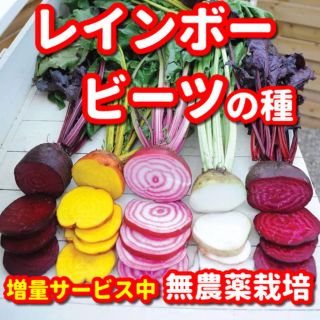 レインボービーツの種【60粒以上】★無農薬栽培の種・増量サービス中(野菜)