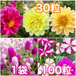 花の種　ダリア　千日紅（2色）ペチュニア(その他)