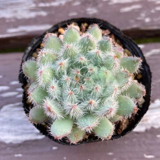 青い渚 多肉植物 抜き苗(その他)