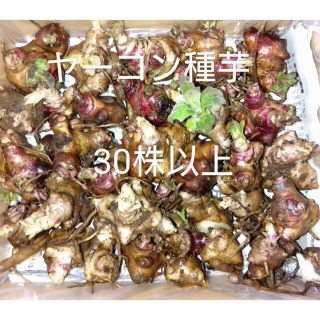 ヤーコン種芋(30株以上)　※無農薬で比較的簡単に栽培できます(野菜)