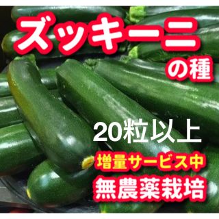 ズッキーニの種【20粒以上】無農薬栽培の種・増量サービス中(野菜)