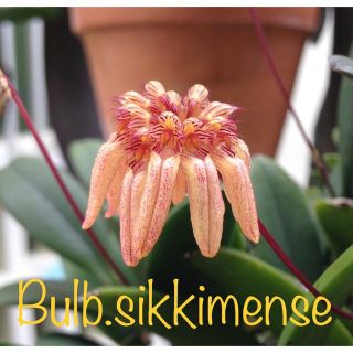 みつお様専用【洋蘭原種】Bulb. sikkimense  (プランター)