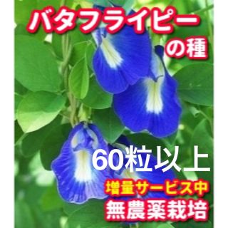 バタフライピー種【60粒以上】★無農薬栽培の種、増量サービス中(野菜)