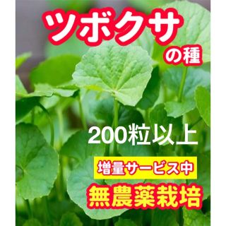 ツボクサの種【200粒以上】無農薬栽培の種・増量サービス中(野菜)