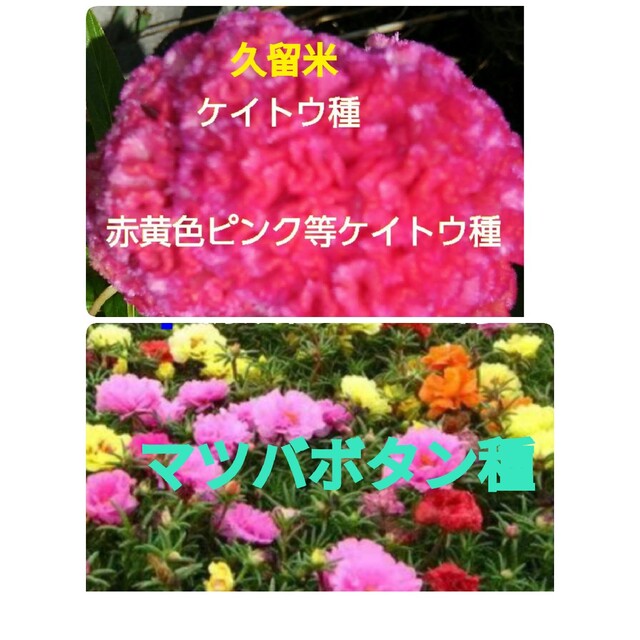 久留米ケイトウ種➕マツバボタン種 タキイ種苗 草花 種子 松葉牡丹(マツバボタン)・八重咲 混合