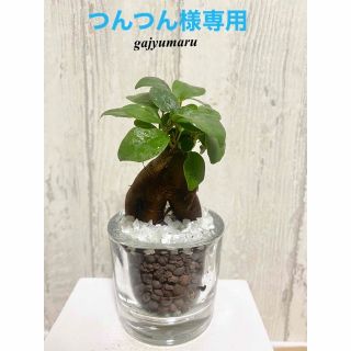 ガジュマル　観葉植物　ハイドロカルチャー(ドライフラワー)