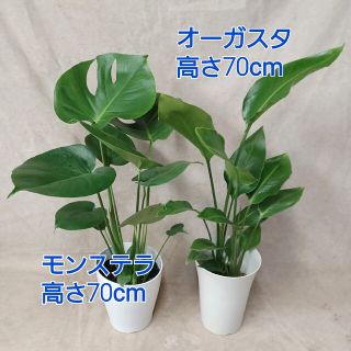 観葉植物モンステラ、オーガスタ２鉢セット【全国送料無料】(その他)