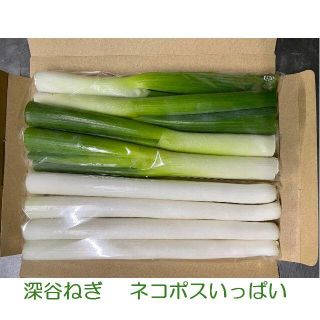 掘りたて瑞々しい深谷ねぎ ネコポスいっぱい 特別栽培 農家直送(野菜)