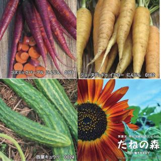 カラフル人参　きゅうり　種　固定種　たねの森(野菜)