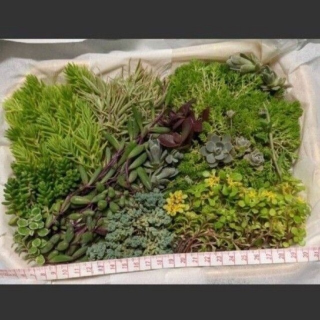 多肉植物　品種色々　ss ハンドメイドのフラワー/ガーデン(プランター)の商品写真