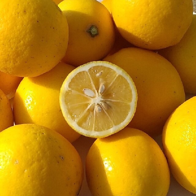 国産マイヤーレモン　約1kg 食品/飲料/酒の食品(フルーツ)の商品写真