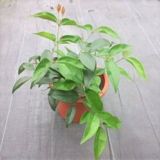 スター ジャスミン　苗　観葉植物　花木(その他)
