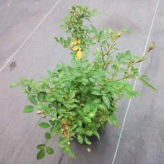 ミニ　バラ　薔薇　苗　花卉園芸　観葉植物　ばら(その他)