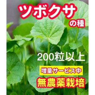 ツボクサの種【200粒以上】無農薬栽培の種・増量サービス中(野菜)