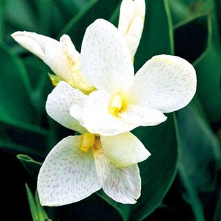 【花の種】カンナ　トロピカルホワイト　１０粒　表皮レーザー処理済(プランター)
