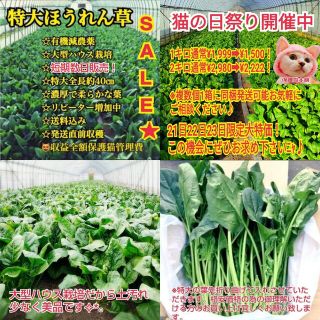 猫の日祭り開催中★鳥取県産有機特大肉厚ほうれん草1kg(野菜)