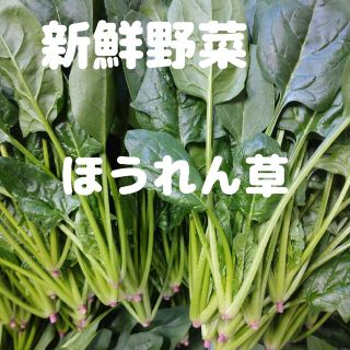 新鮮野菜 ほうれん草(野菜)