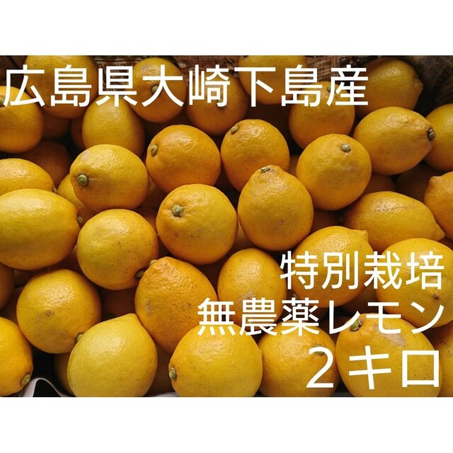 酸っぱいだけじゃない！甘味も感じる広島県大崎下島産 特別栽培レモン2キロ 食品/飲料/酒の食品(フルーツ)の商品写真