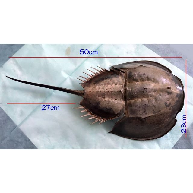 カブトガニの剥製の通販 by masa's shop|ラクマ