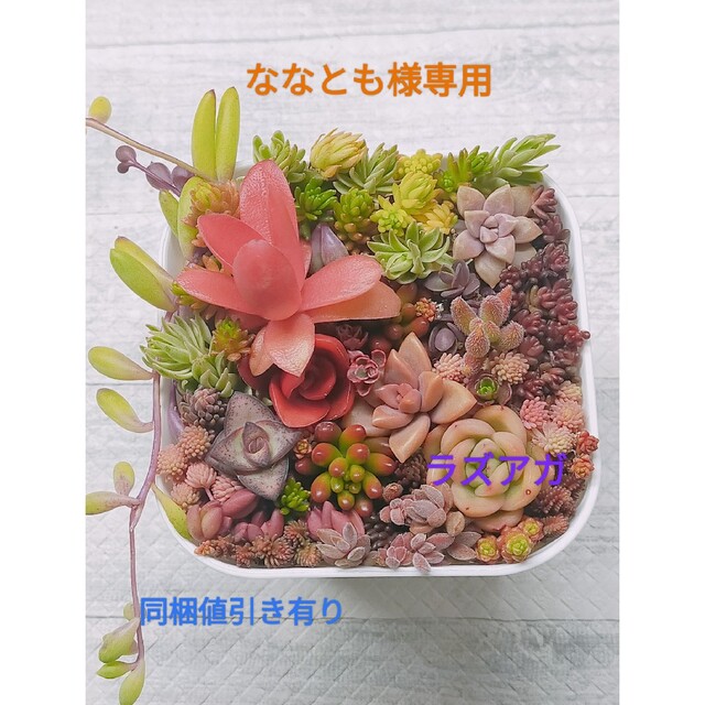 ななとも様専用　多肉植物　ラズアガ　セダム　グラプト　クラッスラ　詰め合わせ ハンドメイドのフラワー/ガーデン(その他)の商品写真