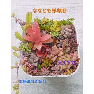 多肉植物　juriさま専用ページですハンドメイド