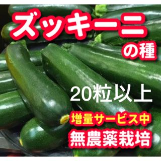 ズッキーニの種【20粒以上】無農薬栽培の種・増量サービス中(野菜)