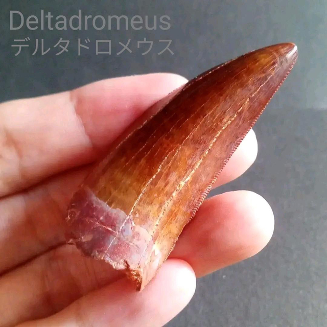 W.P Original pedestal VALIEM 別注モデル Lサイズの+bstrading.net