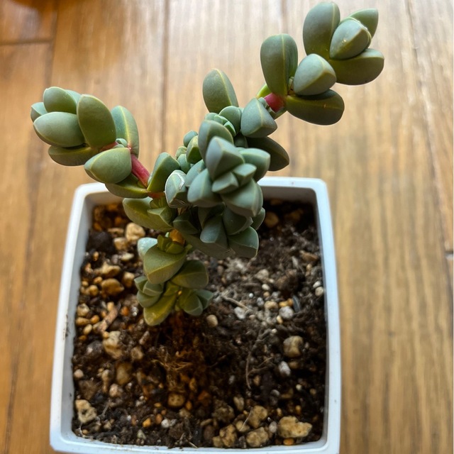 ちするメセ 多肉植物 夕波 (レーマニー) 抜き苗 よろしくお