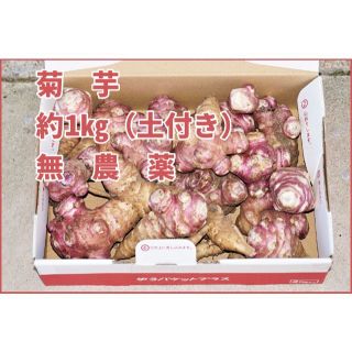 紫菊芋 紅菊芋 きくいも 1㎏ 匿名配送 栄養豊富 愛知産 新鮮 野菜 とりたて(野菜)