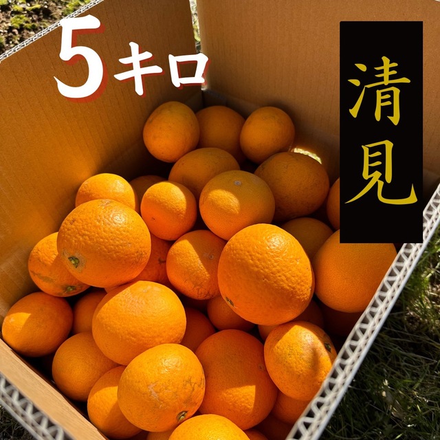 大好評！静岡県浜松産【清見】5キロ　わけあり　きよみ　みかん　オレンジ 食品/飲料/酒の食品(フルーツ)の商品写真