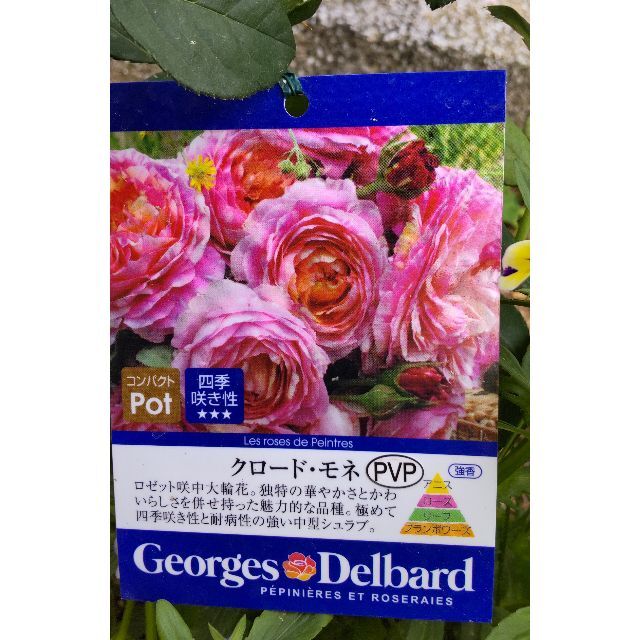 🌷殿堂入りローズ🌷クロードモネバラ挿し穂x2本花付きもちが良い 発根率高 ハンドメイドのフラワー/ガーデン(プランター)の商品写真