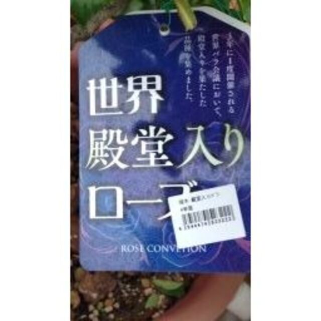 🌷殿堂入りローズ🌷クロードモネバラ挿し穂x2本花付きもちが良い 発根率高 ハンドメイドのフラワー/ガーデン(プランター)の商品写真