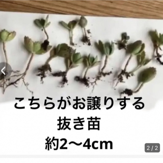 マザーリーフ　子宝草　多肉植物 ハンドメイドのフラワー/ガーデン(その他)の商品写真