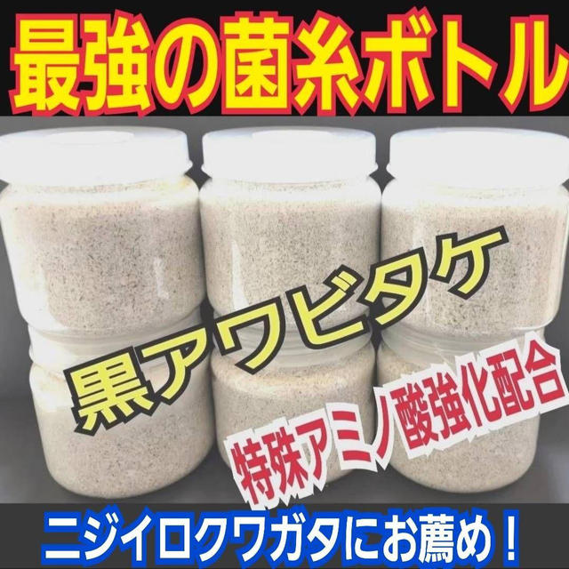 ニジイロクワガタにお薦め！極上！黒アワビタケ菌糸瓶【6本】トレハロース強化配合！