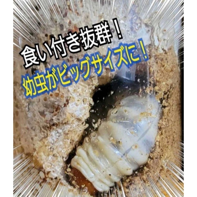 ニジイロクワガタにお薦め！極上！黒アワビタケ菌糸瓶【8本