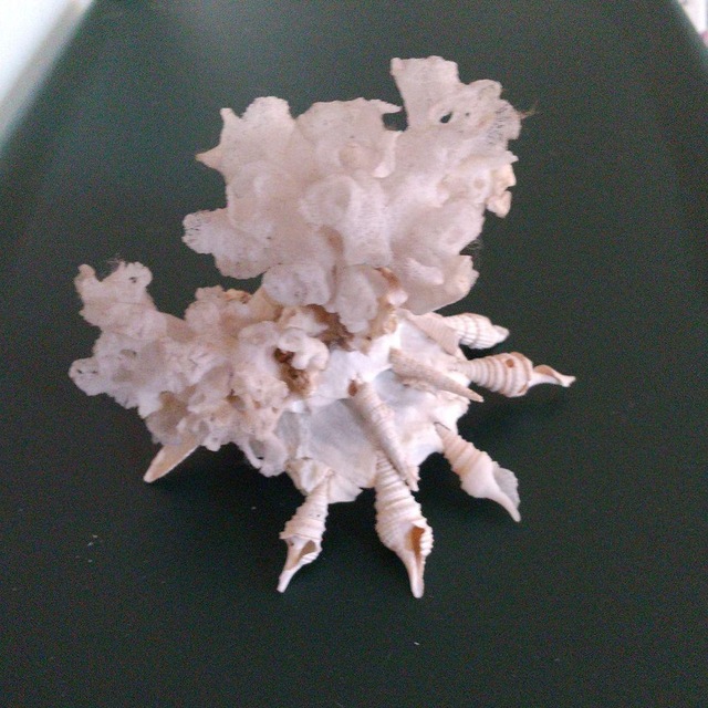 クマサカガイ 希少 擬態 貝殻 標本