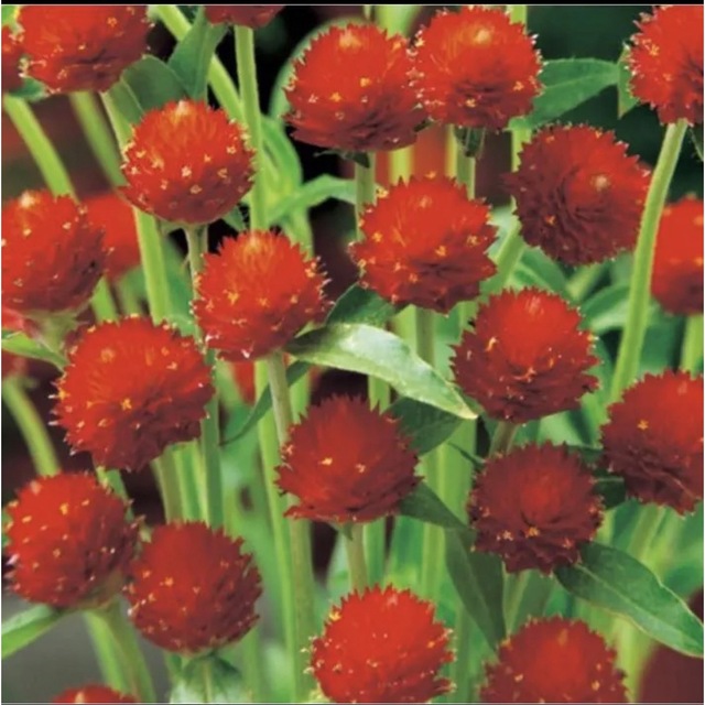 千日紅の種　6種　120粒 ハンドメイドのフラワー/ガーデン(その他)の商品写真