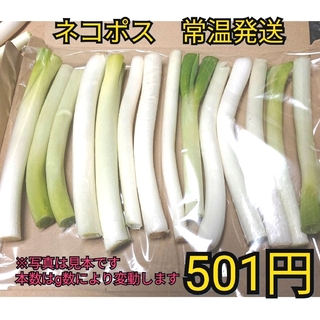 ✳️ワンコイン西田カット白ネギＢ品(曲がり、太さ混合)(野菜)
