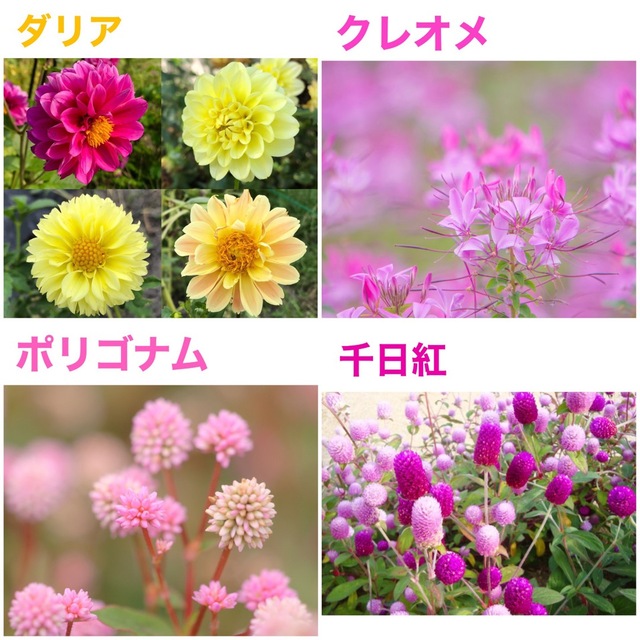 夏に咲く春蒔きの花の種 8種類 ちょっとずつ ハンドメイドのフラワー/ガーデン(その他)の商品写真