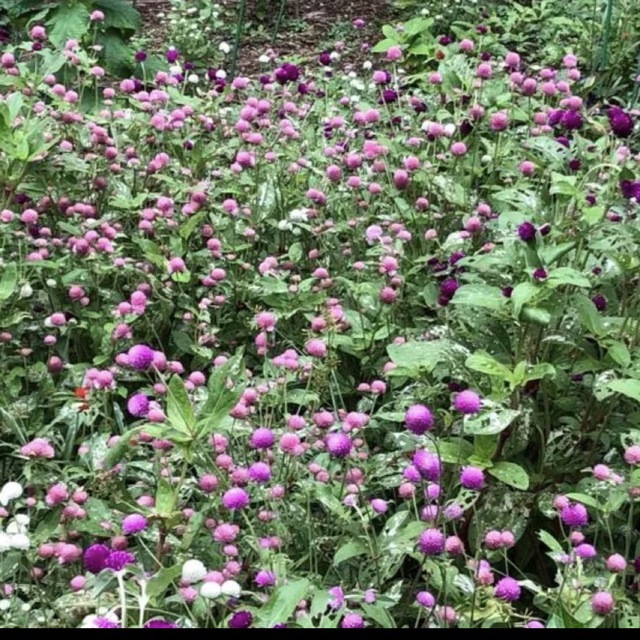 ❤︎花の種❤︎   千日紅　6種　120粒 ハンドメイドのフラワー/ガーデン(その他)の商品写真