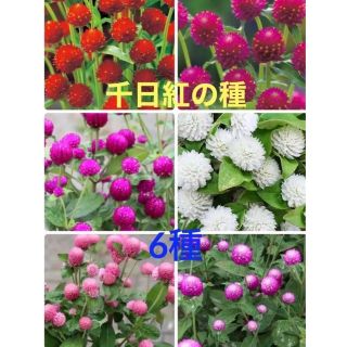 ❤︎花の種❤︎   千日紅　6種　120粒(その他)